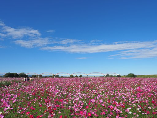 秋風と秋桜２