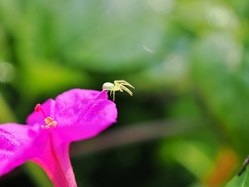 ハナグモ