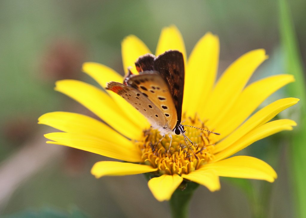 SIGMA 105mmF2.8 macro