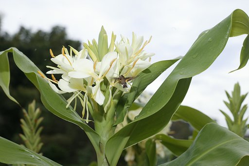 白い花と羽をばたつけせて飛ぶ虫さん