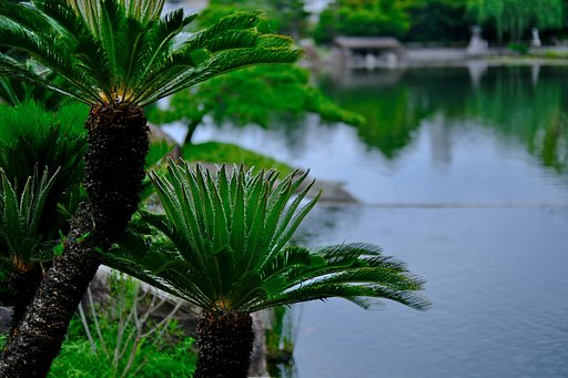 young leaves of cycad