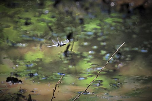 わたしの止まり木へ