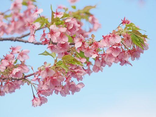 河津桜まつりーその１