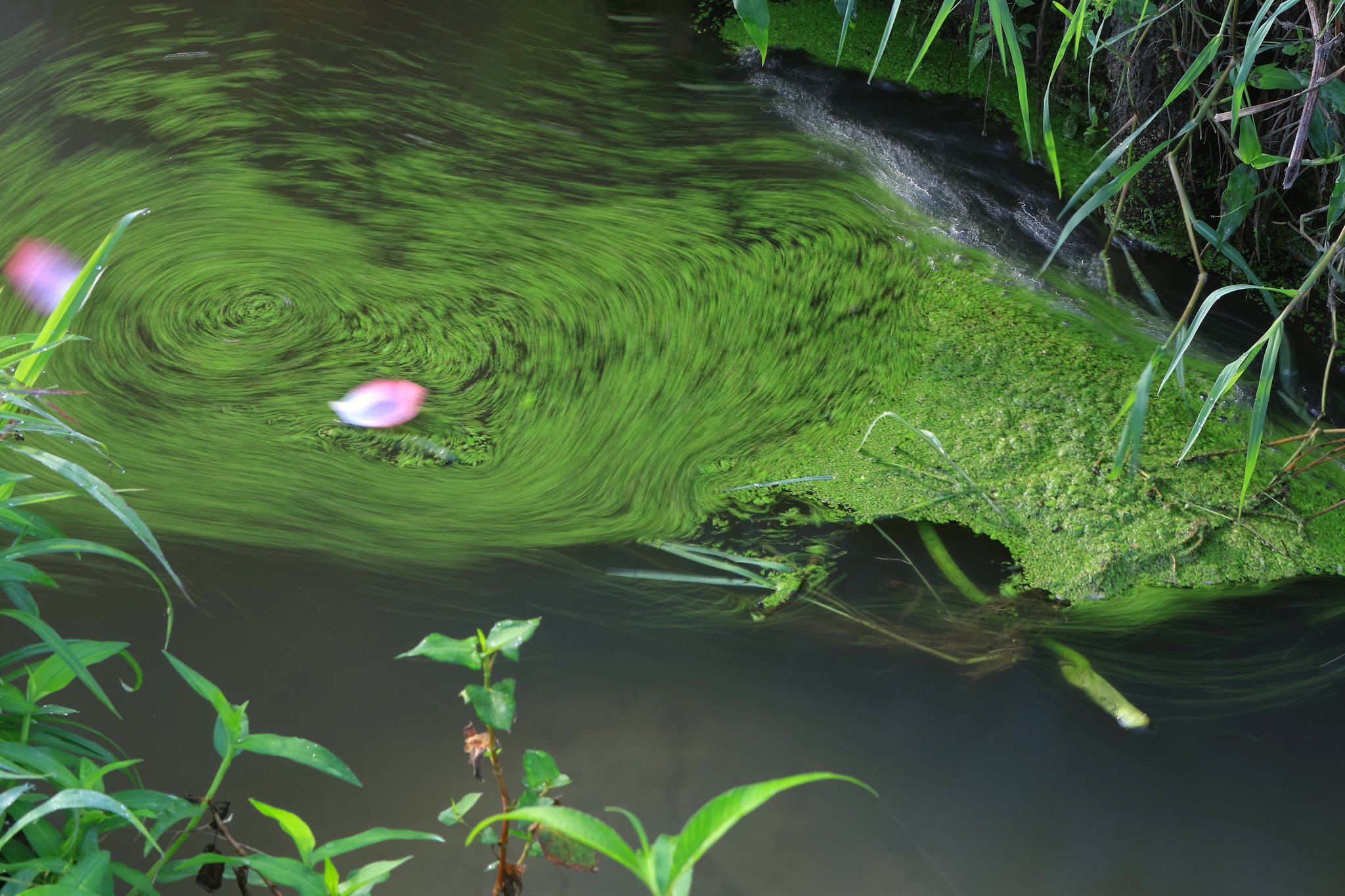 水路の水草