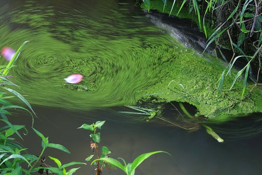 水路の水草