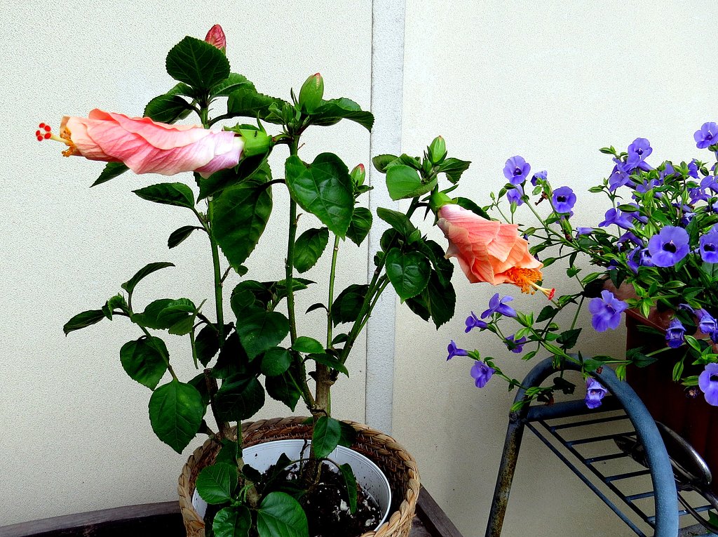 ハイビスカス