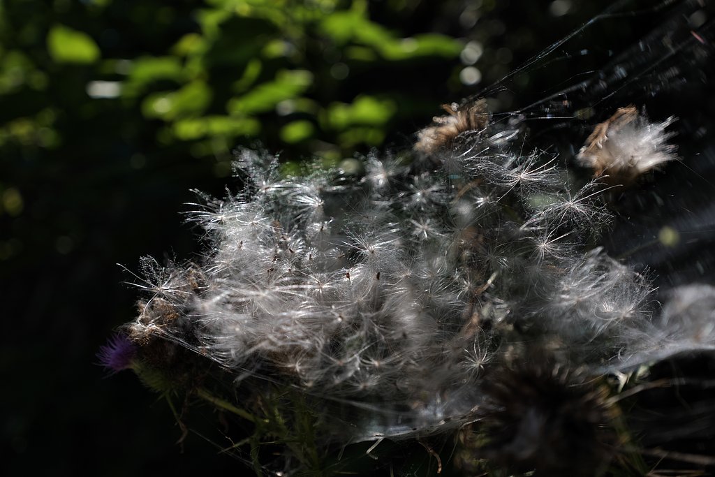 thistle spores