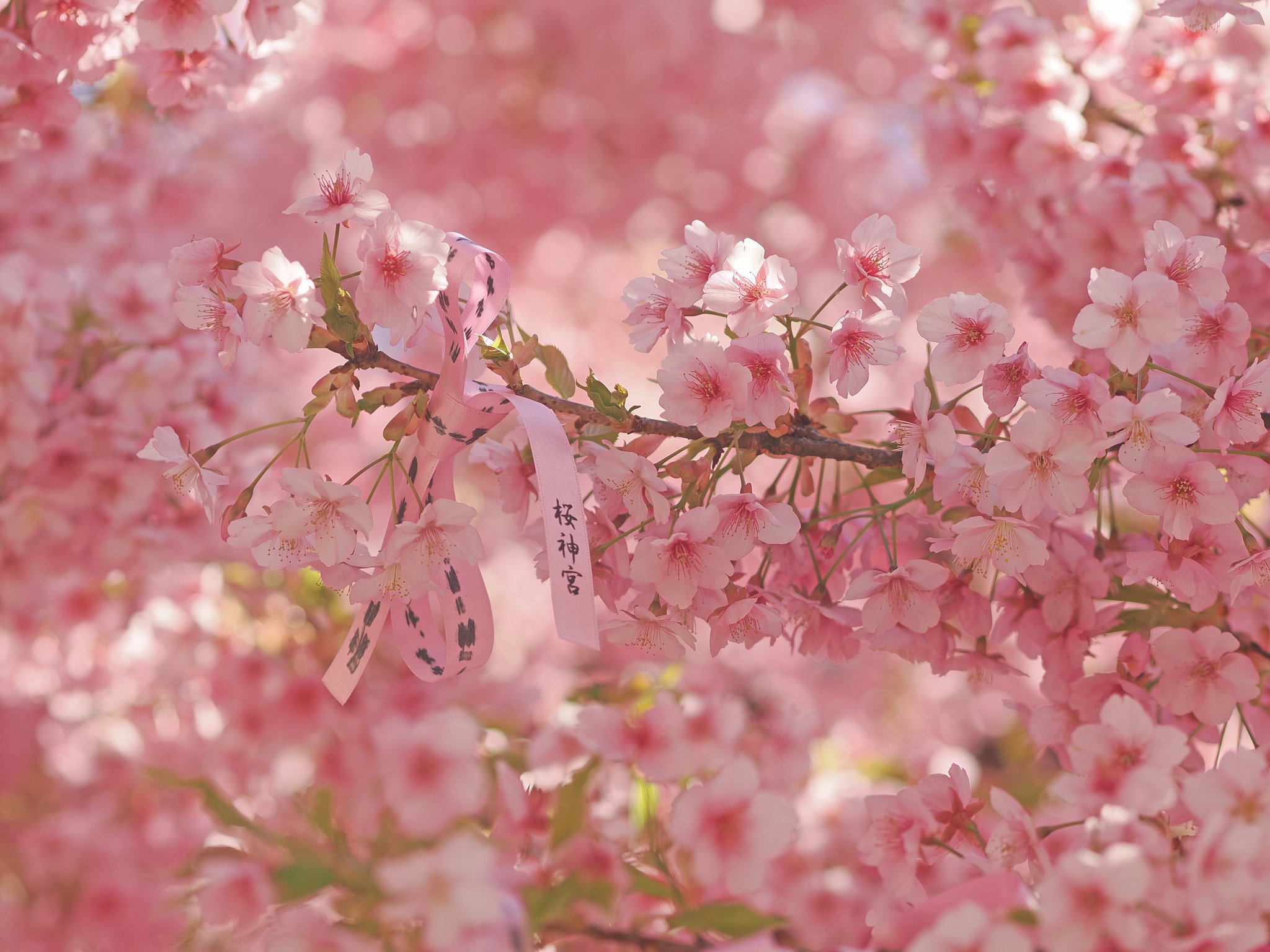 桜神宮ーその２