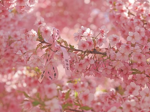 桜神宮ーその２