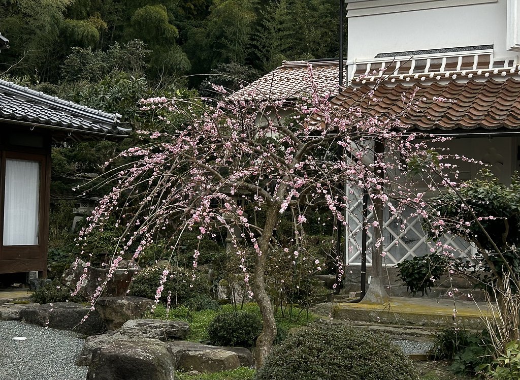 枝垂れ梅−２