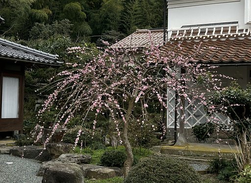 枝垂れ梅−２
