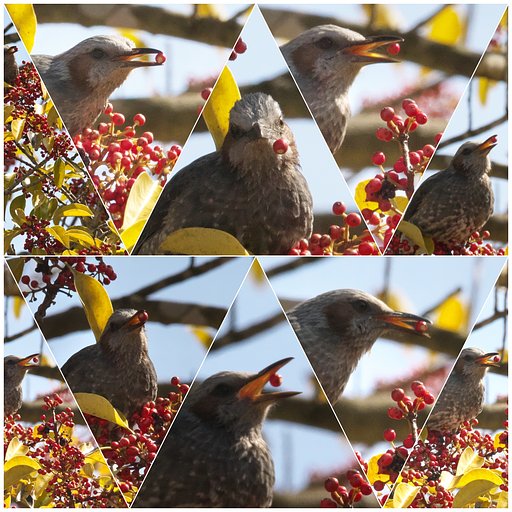 鵯の日