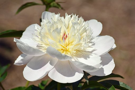 芍薬