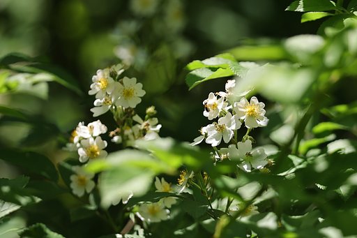 ノイバラ咲く山道