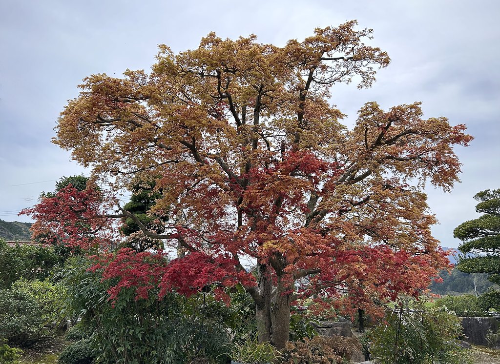 モミジの新芽