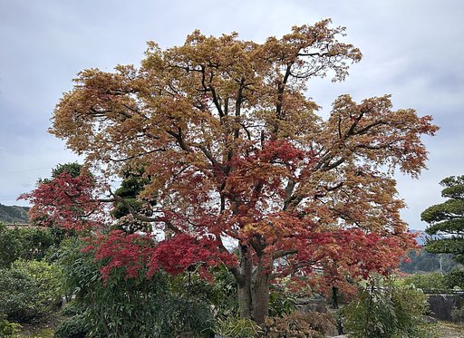 モミジの新芽