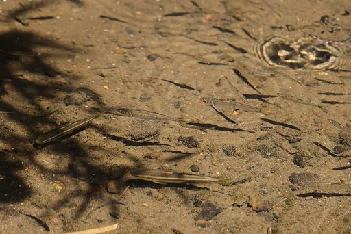 魚影の群れ