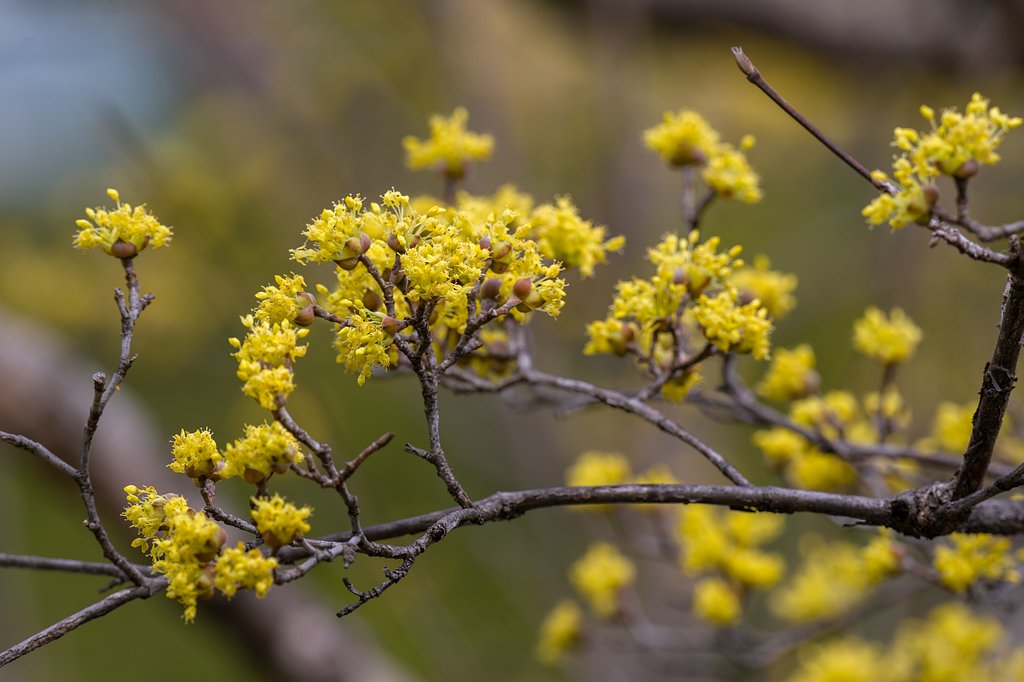 春の線香花火