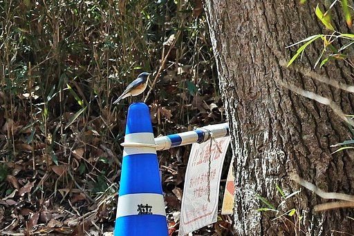 やっと会えたルリオ君