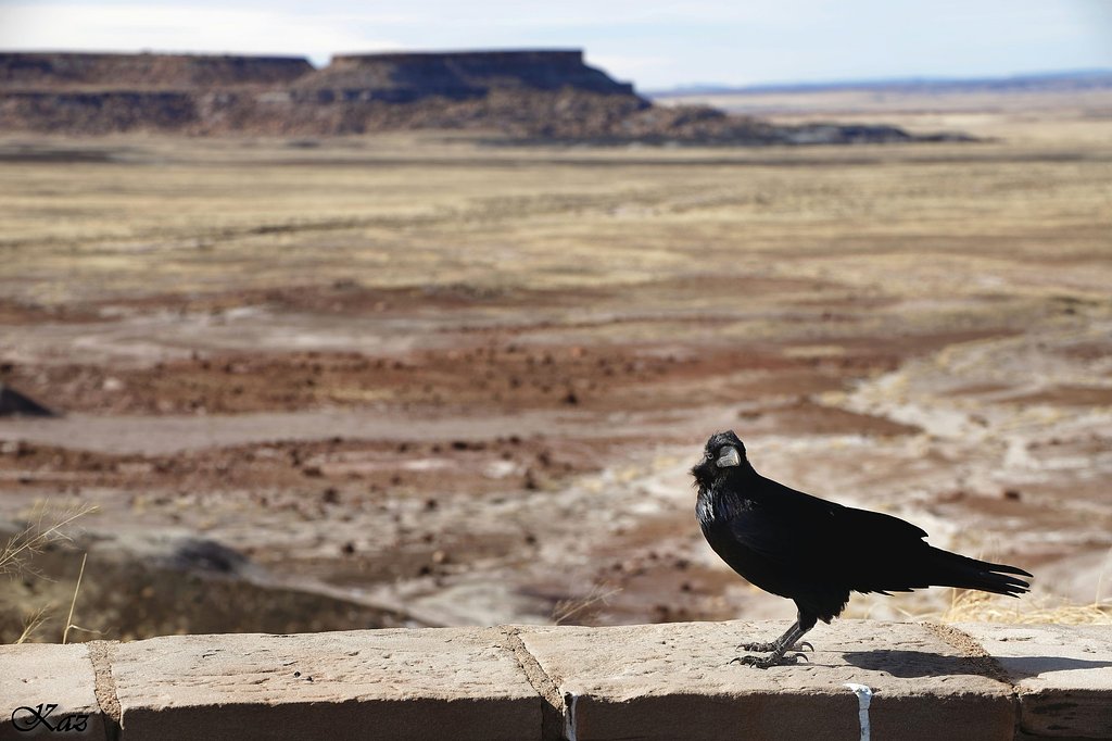 Common Raven（ワタリガラス）