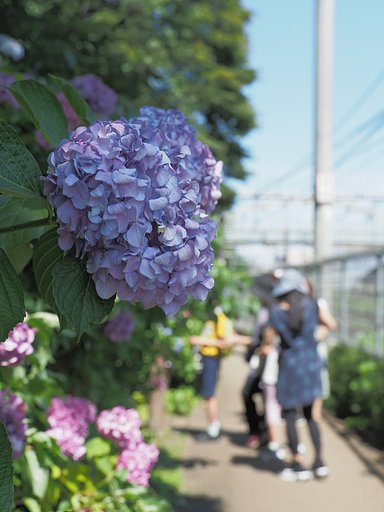紫陽花の小路