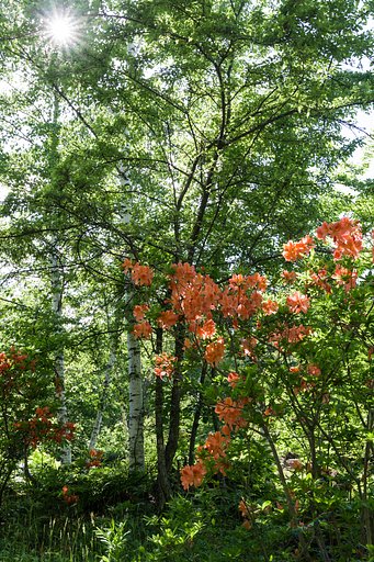 木陰にて
