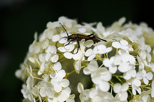 Chloridolum viride