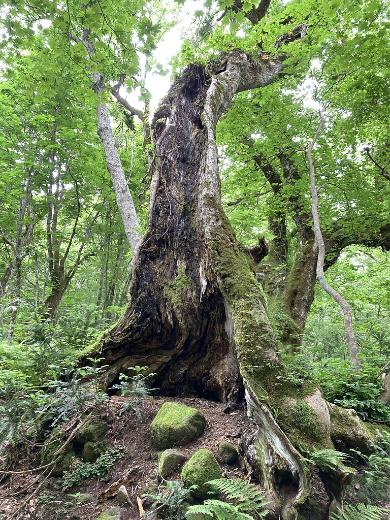 老木