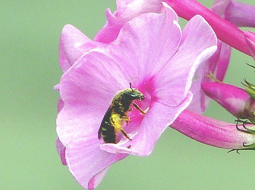 花の中の虫です。