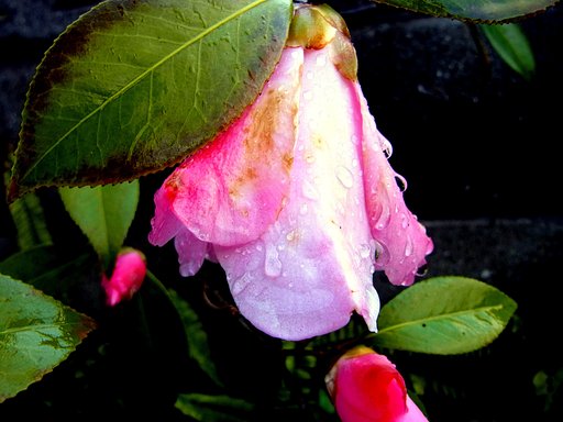 雨の中のツバキ