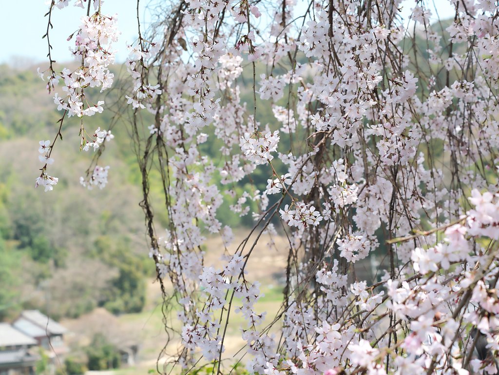 里山の便り