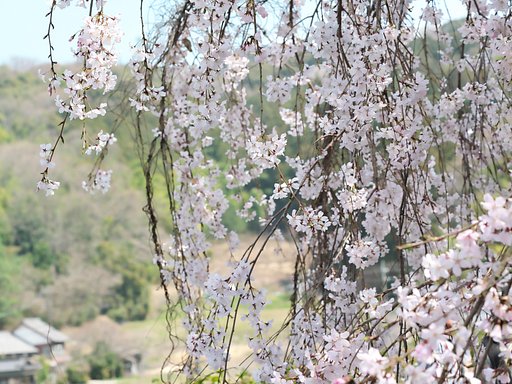 里山の便り