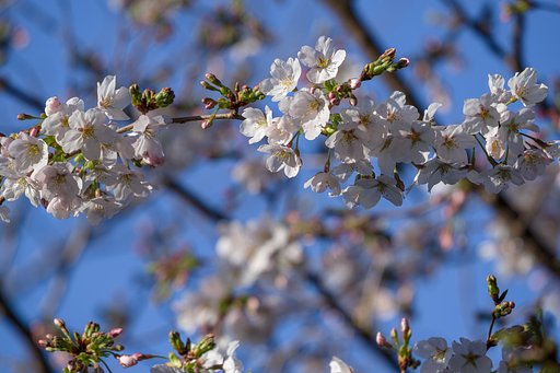 桜のアーチ