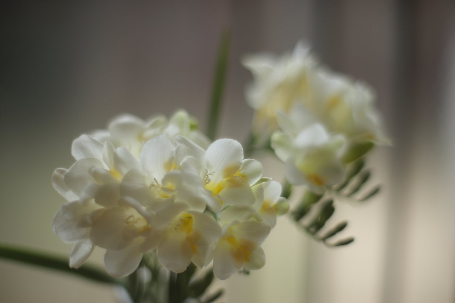 フリージアの花（もらいもの）