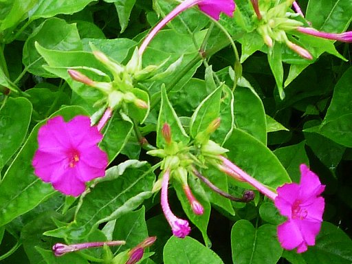 散歩見た路傍の花　オシロイバナ