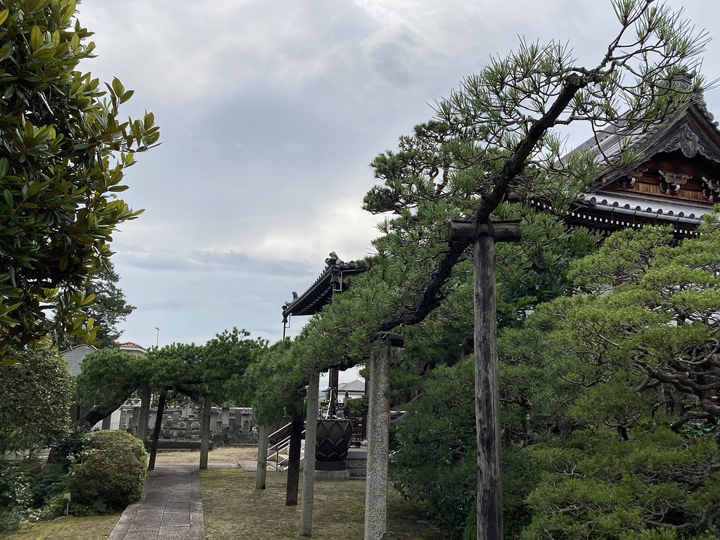 根上がりの松