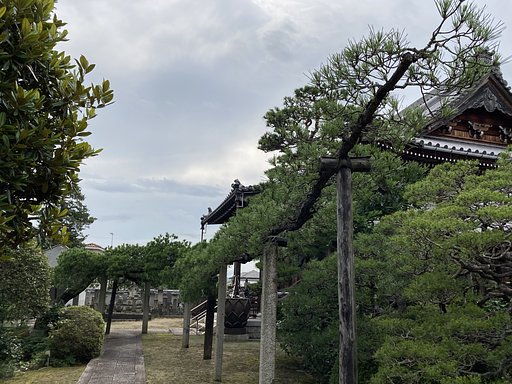 根上がりの松