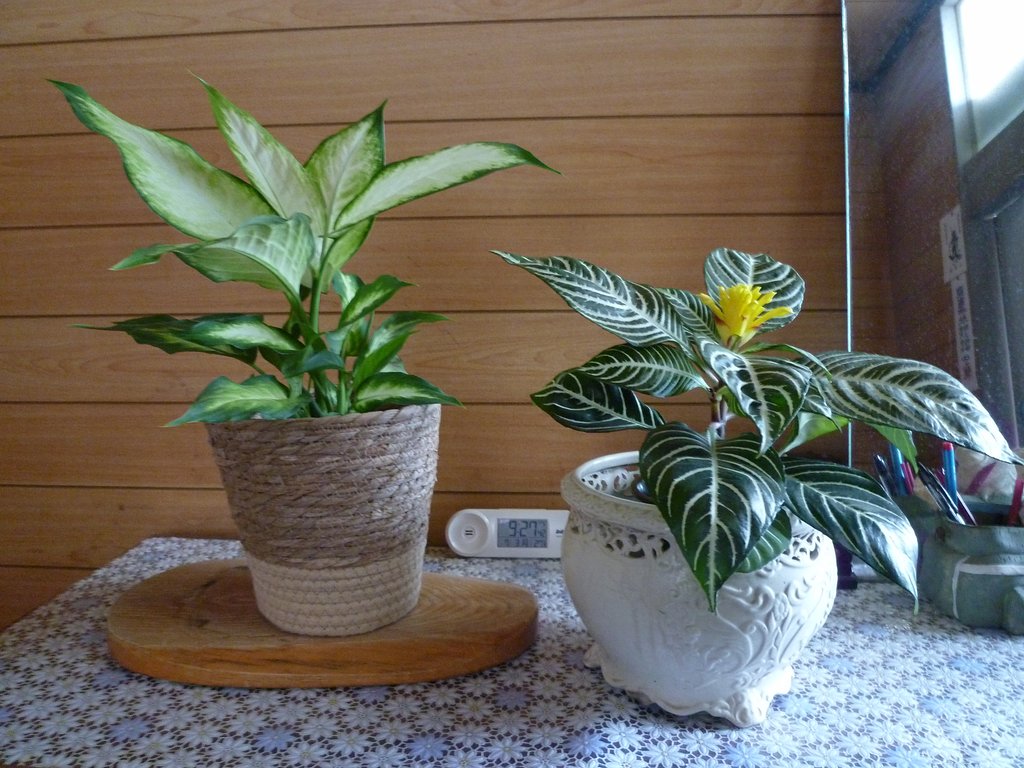観葉植物