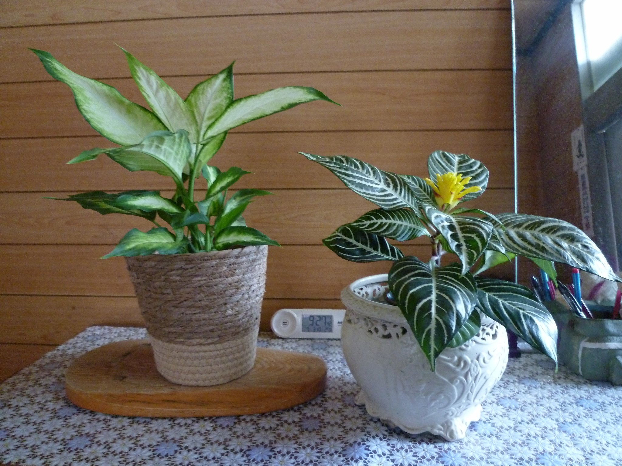 観葉植物
