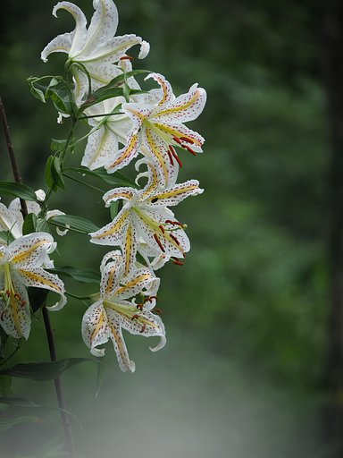 夏の纒