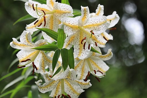 これぞ花束！