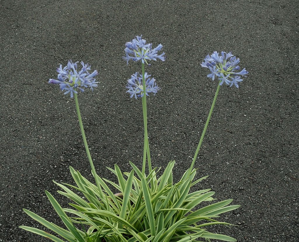 アガパンサス