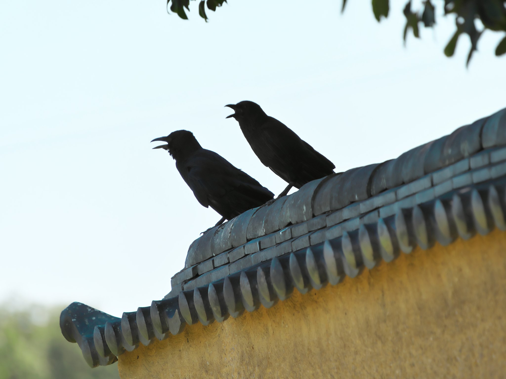 Crow