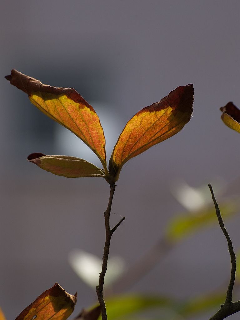 紅葉もどき^^;