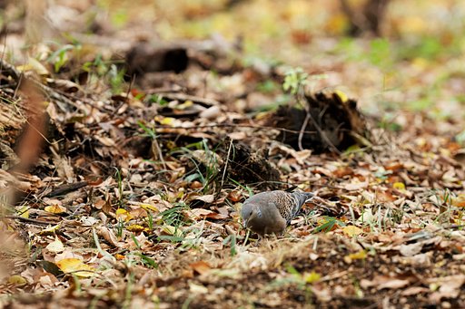 キジバト、晩秋の里山で