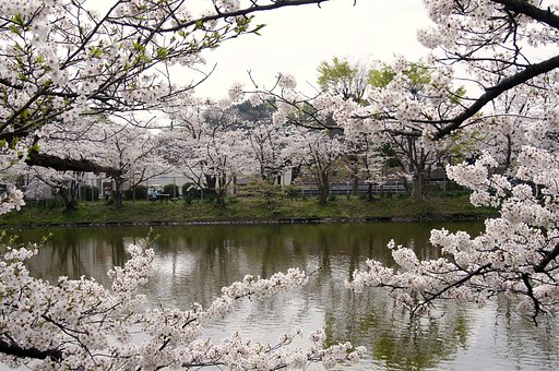 桜