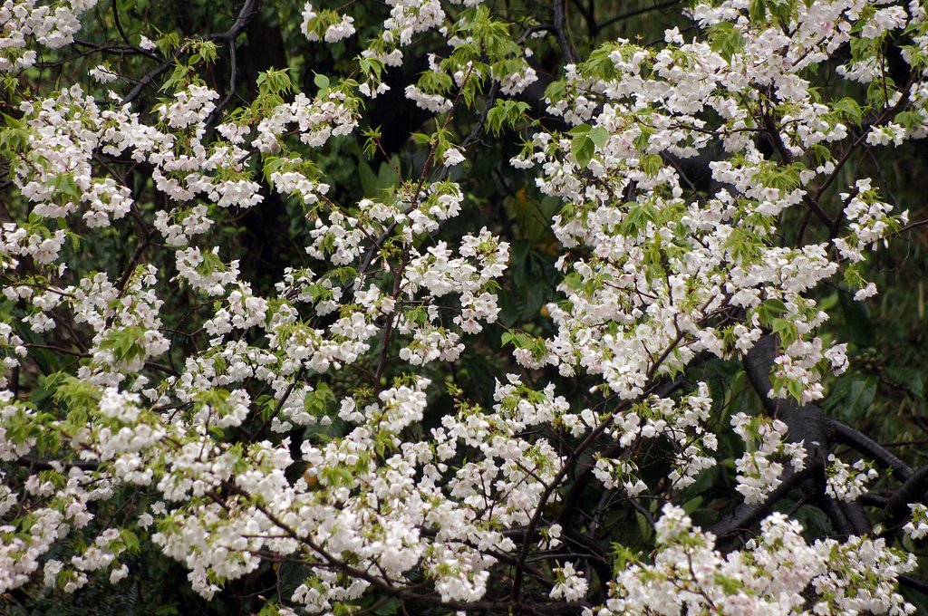 雨中山桜