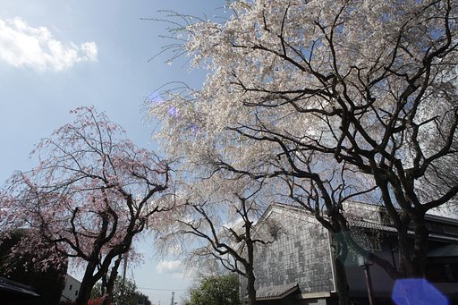 明日には散っちゃうだろうな