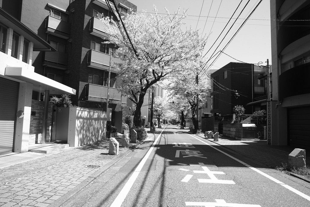 大宮駅西口の桜並木