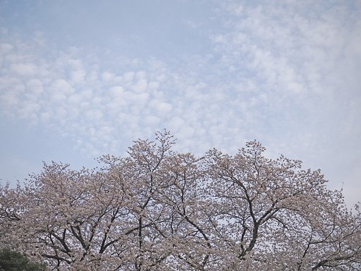 春の記憶〜山北にて〜